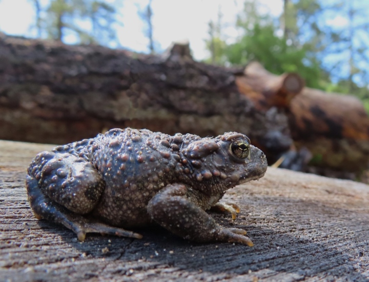 California Toad